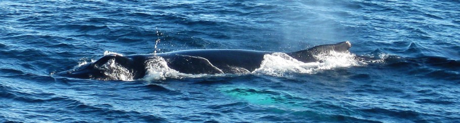 even ademhappen aan het oppervlak